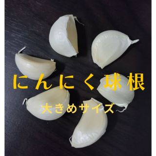 にんにく球根　少し大きめ　ホワイト種(プランター)