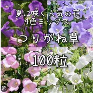【つりがね草のタネ】100粒 種子 種 カンパニュラ 花 切り花にも(その他)