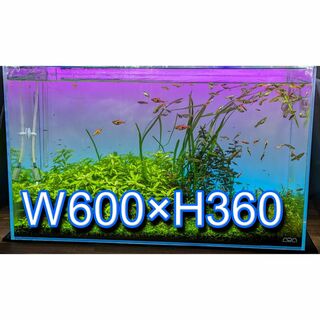 水槽 カラー バックライトスクリーン W600×H360-