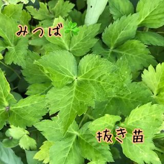 みつば  ミツバ  三つ葉  ちび苗  抜き苗  8苗(野菜)