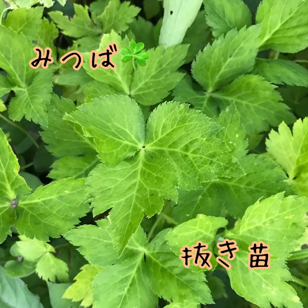 みつば  ミツバ  三つ葉  ちび苗  抜き苗  5苗  食品/飲料/酒の食品(野菜)の商品写真