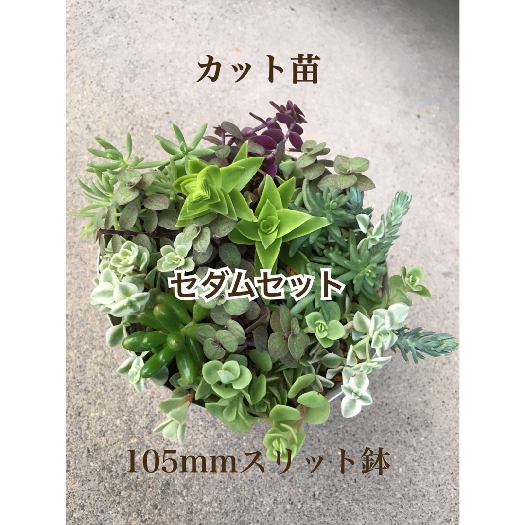 多肉植物　セダムセット♡ベッラディンヴェルノ 入り ハンドメイドのフラワー/ガーデン(その他)の商品写真