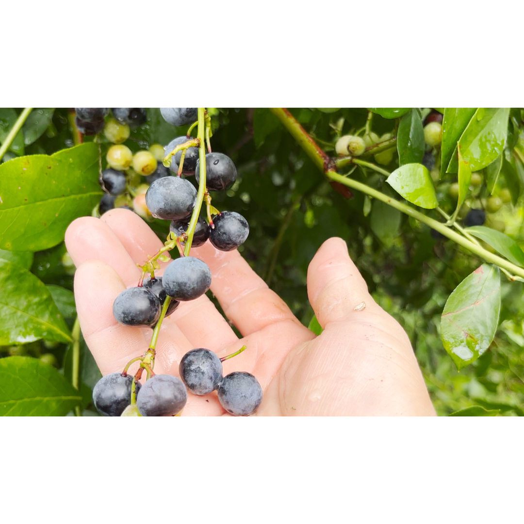 朝採り‼︎無農薬‼︎栃木産冷凍ブルーベリー‼︎ 食品/飲料/酒の食品(フルーツ)の商品写真