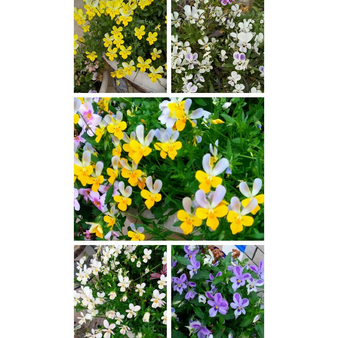 うさぎ咲き  ビオラ  種 ハンドメイドのフラワー/ガーデン(その他)の商品写真
