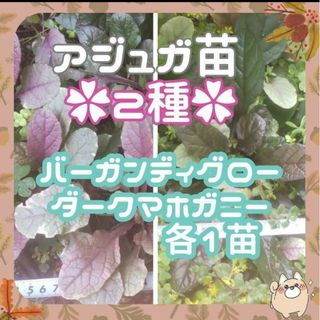 ✨アジュガ苗(2種)④✨根付き苗ダーク1苗ﾊﾞｰｶﾞﾝﾃﾞｨ1苗15cm(プランター)