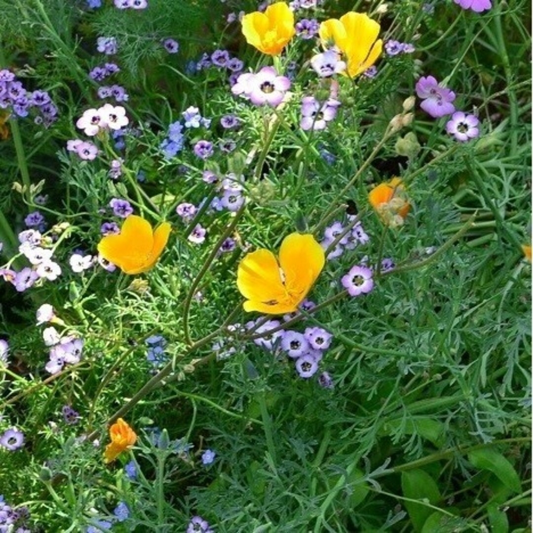 花菱草 黄色の種100粒 ハンドメイドのフラワー/ガーデン(プランター)の商品写真