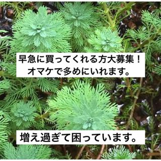 オレンジフィラム 水草 水上葉(アクアリウム)