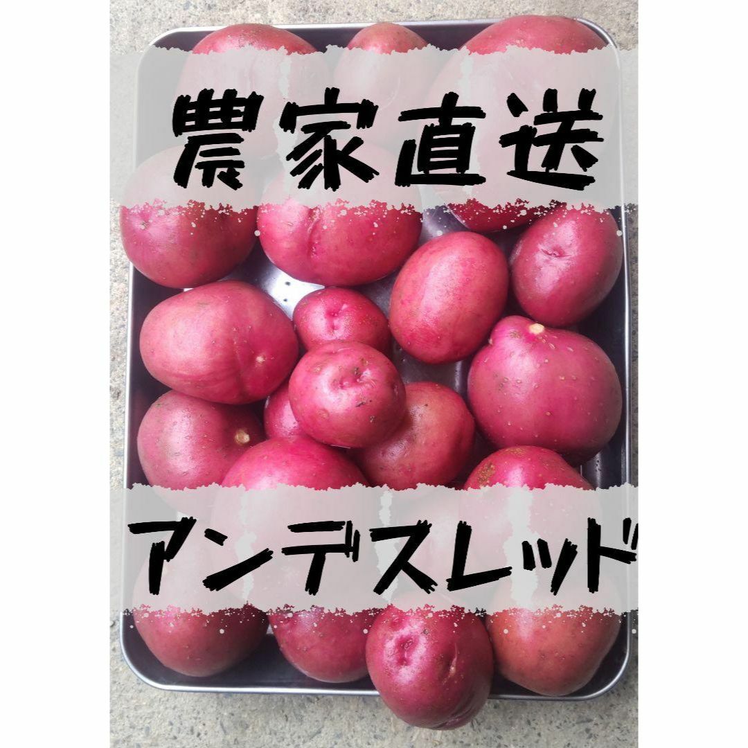 [農家直送]種芋用レアじゃがいもアンデスレッド１ｋｇ以上 食品/飲料/酒の食品(野菜)の商品写真