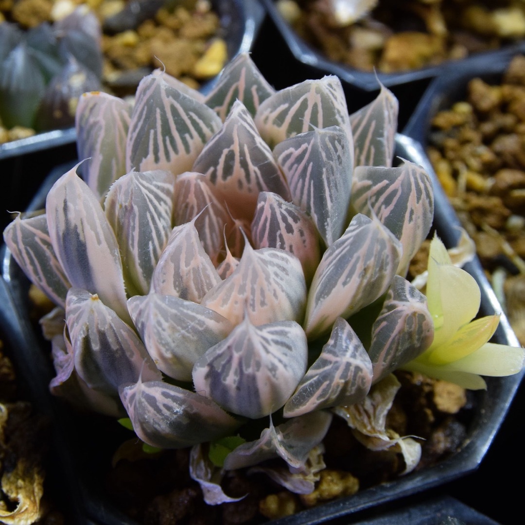 多肉植物　ハオルチア　朝焼け　糊斑