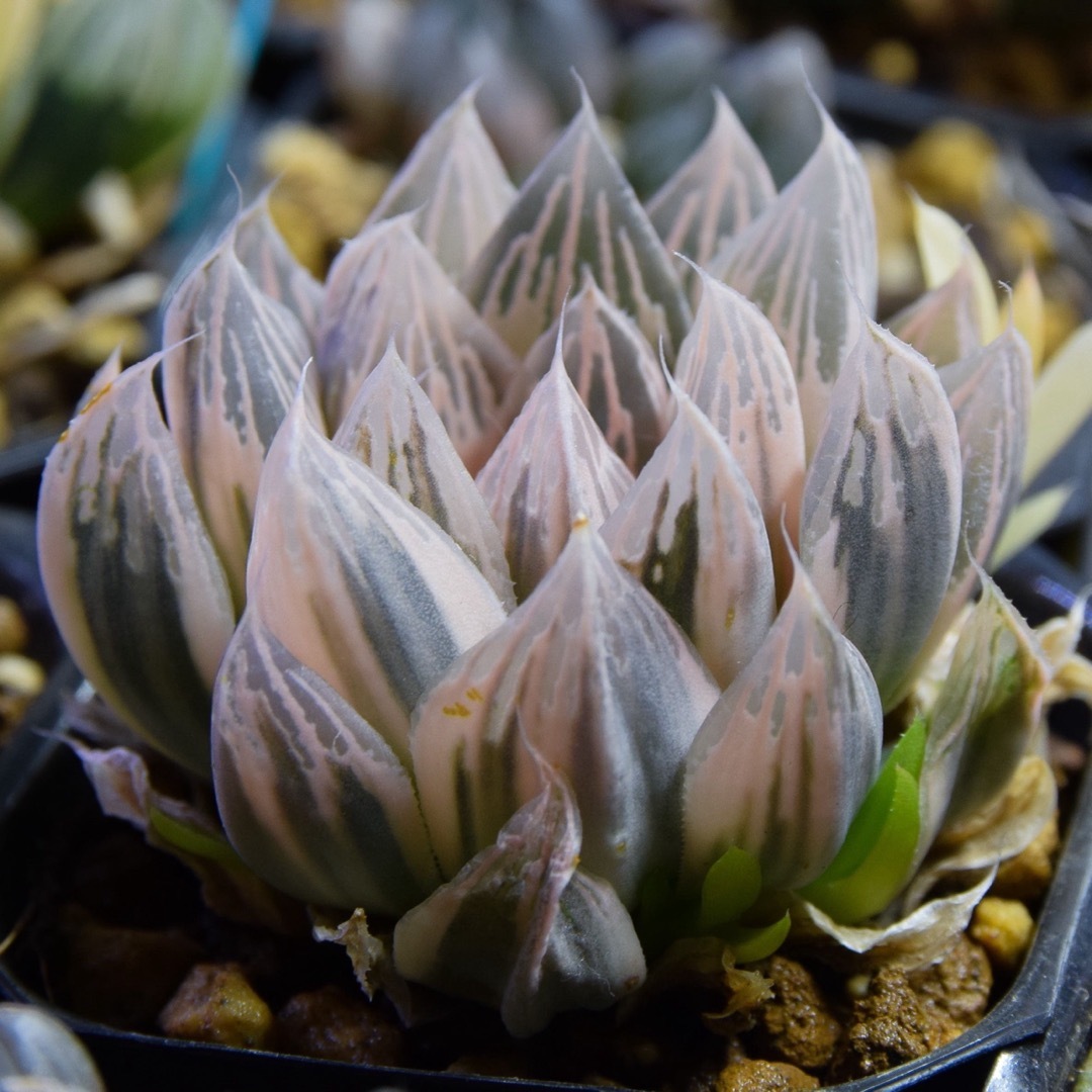 多肉植物　ハオルチア　朝焼け　糊斑