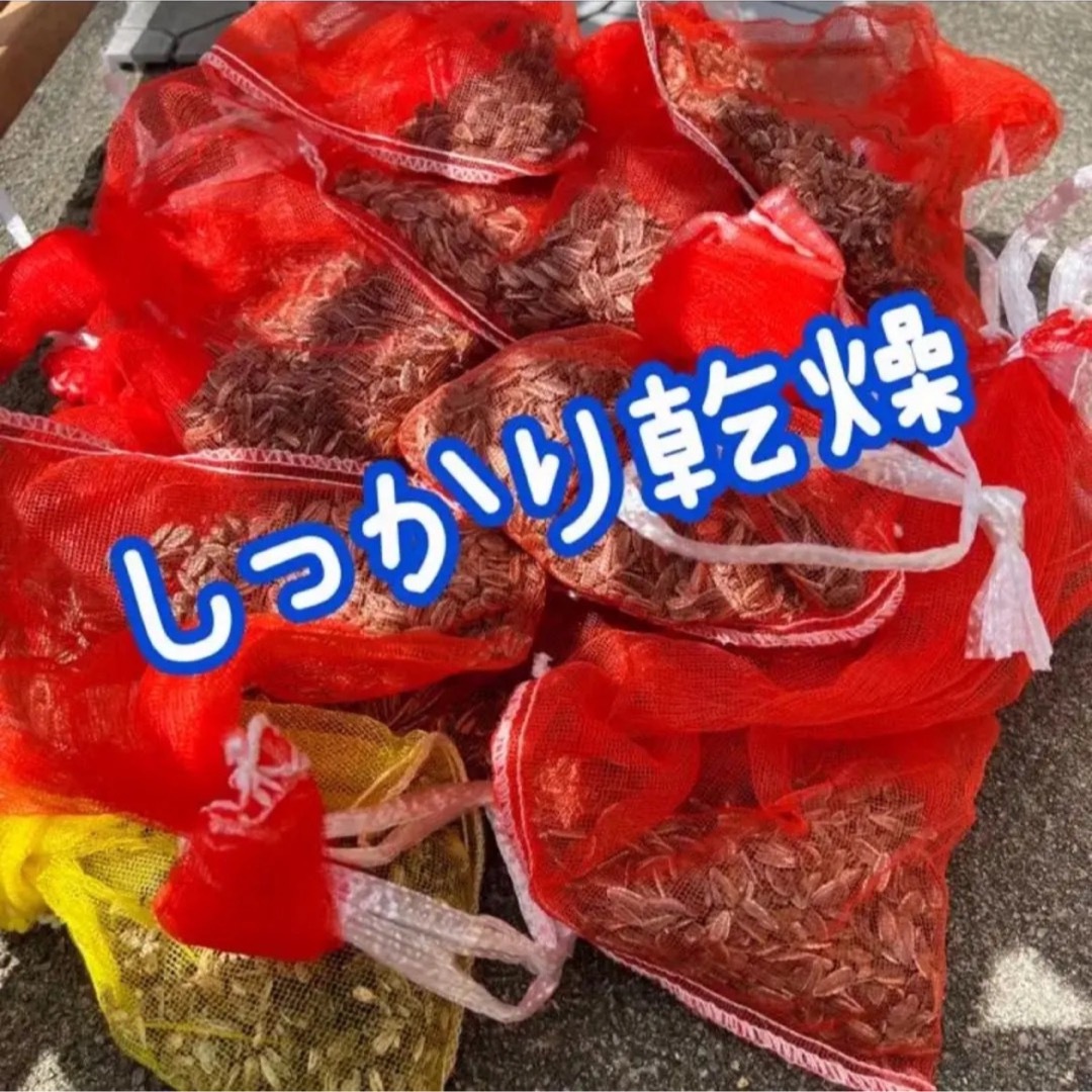 大輪ひまわり ひまわりの種 130粒以上 向日葵 ヒマワリ 種 たね タネ ハンドメイドのフラワー/ガーデン(その他)の商品写真