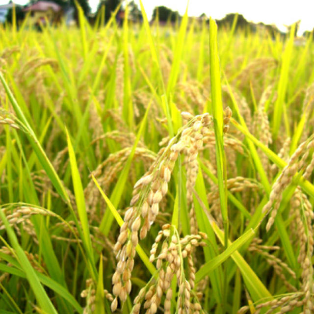 新米 ひとめぼれ 有機栽培 農家直送 5kg 玄米 精米 食品/飲料/酒の食品(米/穀物)の商品写真