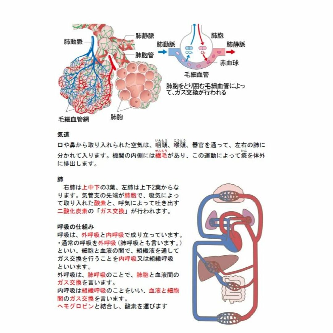 第一種衛生管理者(スマホ学習データ付き）