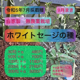 ホワイトセージの種　30粒　自家製　無農薬栽培❤️令和5年7月採取種❤️9月まき(その他)