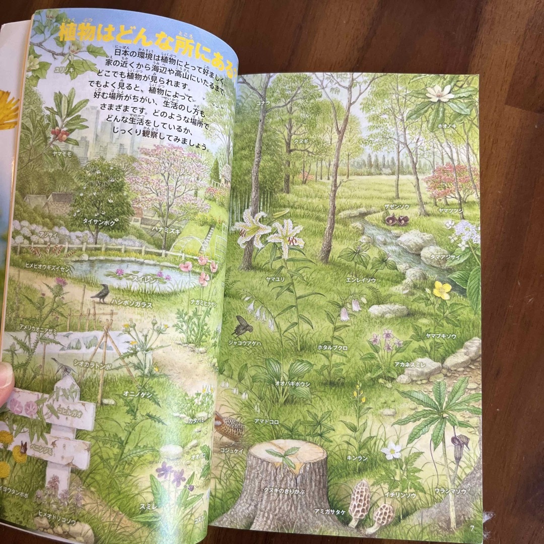 植物　図鑑　ポケット図鑑 エンタメ/ホビーの本(絵本/児童書)の商品写真