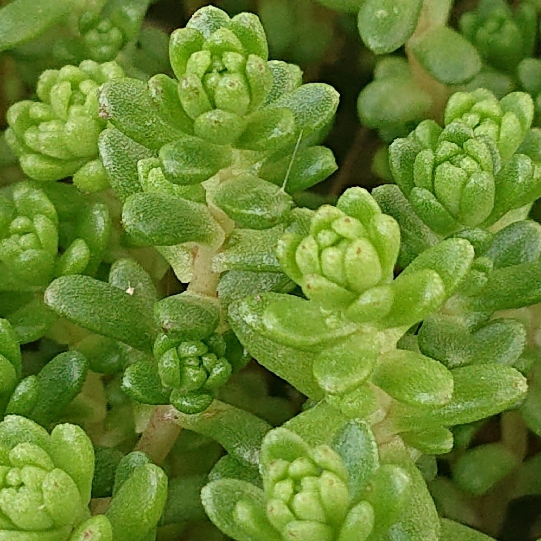 💕💙タイトゴメ💙💕多肉植物♪カット苗♪ ハンドメイドのフラワー/ガーデン(その他)の商品写真