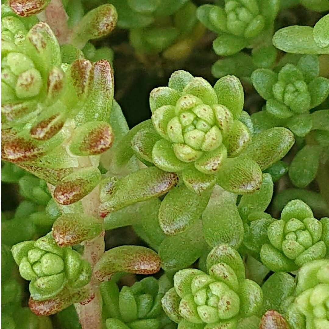 💕💙タイトゴメ💙💕多肉植物♪カット苗♪ ハンドメイドのフラワー/ガーデン(その他)の商品写真