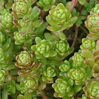 💕💙タイトゴメ💙💕多肉植物♪カット苗♪(その他)