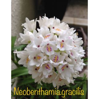 【洋蘭原種】Neobenthamia.gracilis 珍品(プランター)