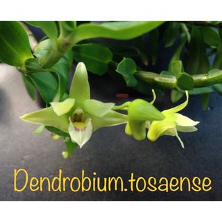 【洋蘭原種】Den.tosaense キバナノセッコク 高芽株(プランター)