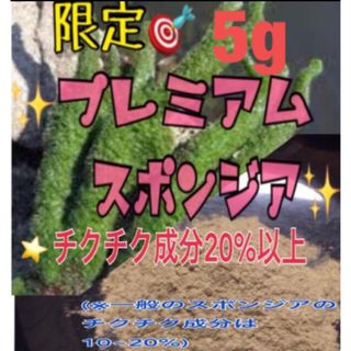 ★剥離あり◎大人気◎ロングセラー★プレミアムスポンジア★10g 大特価(その他)