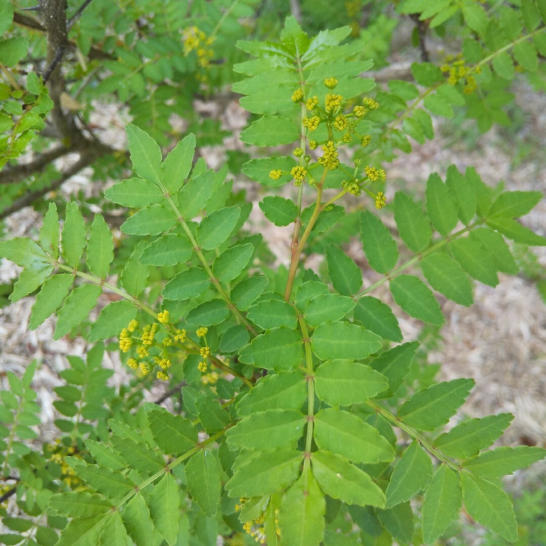 山椒の葉 80枚 新鮮 農薬不使用 天然物の通販 by 中's shop｜ラクマ