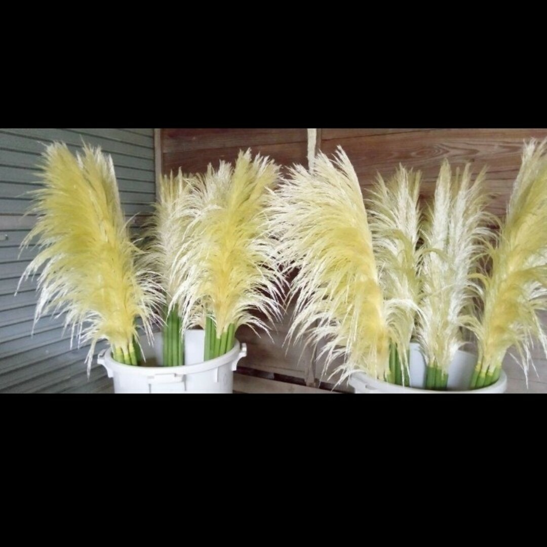 パンパスグラス 苗 大苗 大株 観葉植物 ガーデニング-