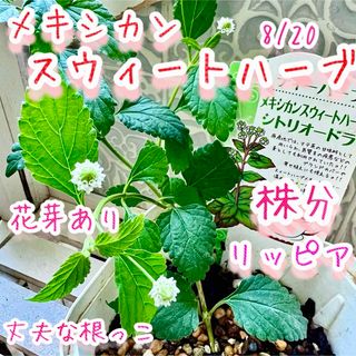 レアな　メキシカンスウィートハーブ　リッピア　苗　花芽あり　ステビアの4倍甘味料(その他)