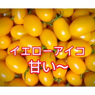 完熟フルーツミニトマト　イエローアイコ　中粒　良品　朝採り　1キロ(野菜)