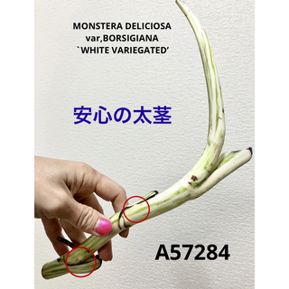 A57284／ブンバポン様専用✨️ホワイトタイガー 斑入りモンステラ(その他)