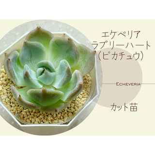 多肉植物✴︎エケベリア ラブリーハート（カット苗）の通販｜ラクマ