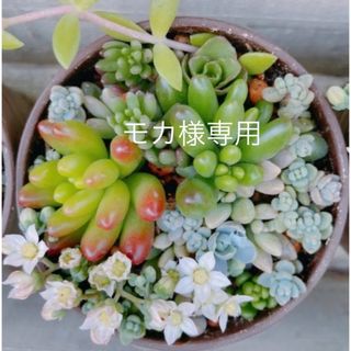 【モカ様専用】多肉植物　セダム　寄せ植え　カット苗　2セット(インテリア雑貨)