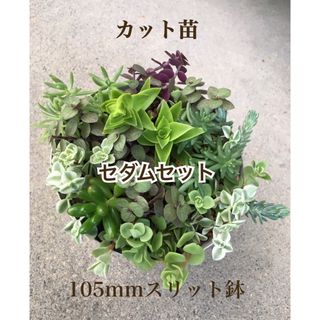 多肉植物　セダムセット♡ベッラディンヴェルノ 入り(その他)