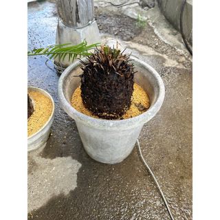 希少品種　金環蘇轍　株分け(その他)