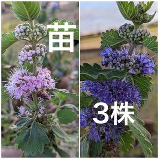 ダンギク　段菊　　根付き抜き苗　3苗　（これから花が咲きます）(プランター)