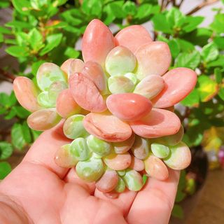 ピンクレジェンド　4頭　群生　多肉植物(その他)