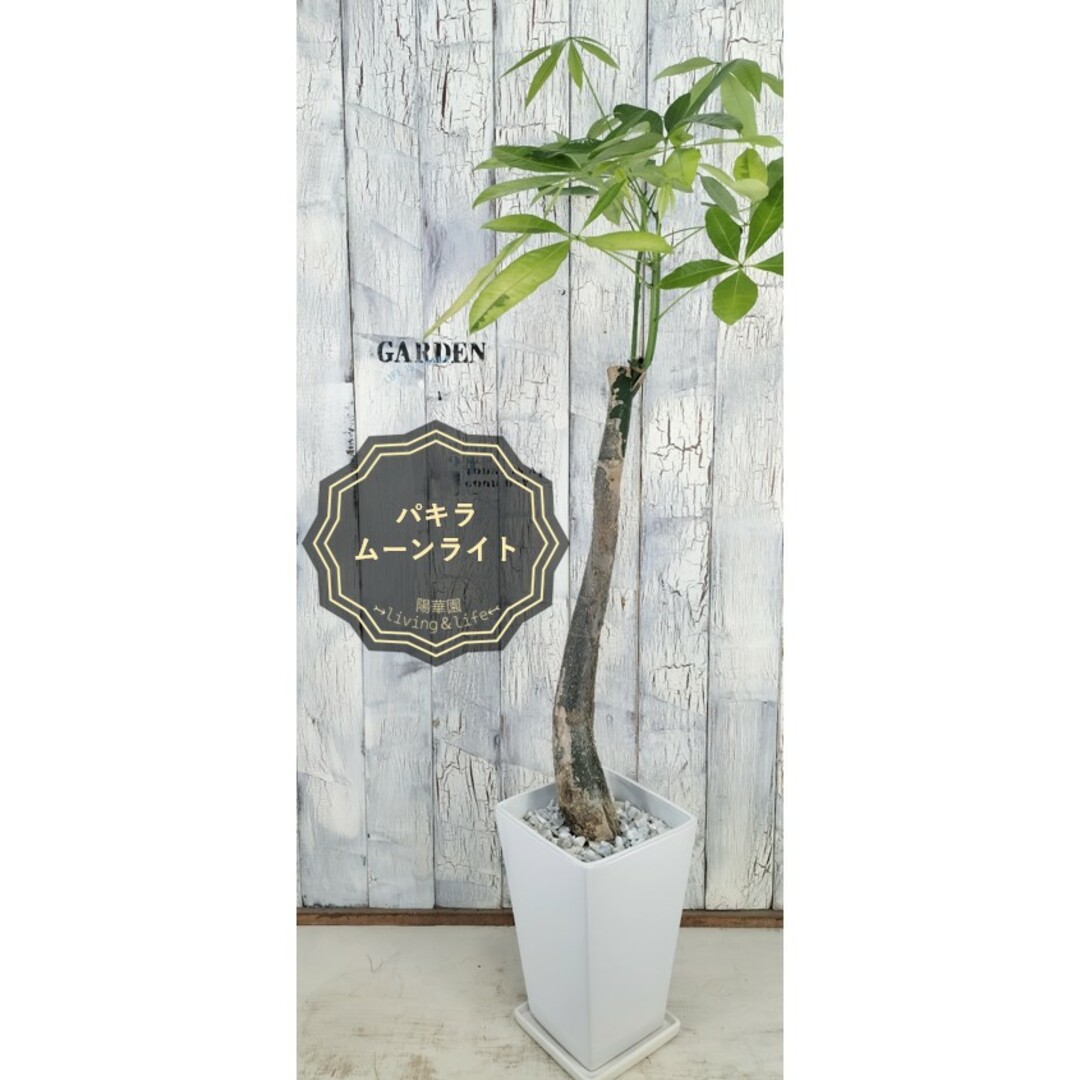 正規販売店 パキラ ムーンライト 鉢ごと発送 植物/観葉植物