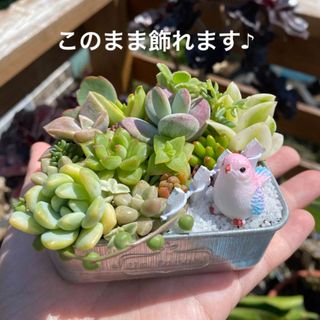 多肉植物　寄せ植え　そのまま飾れる　カット苗　ブリキ缶　小鳥さんのお庭　箱庭(その他)