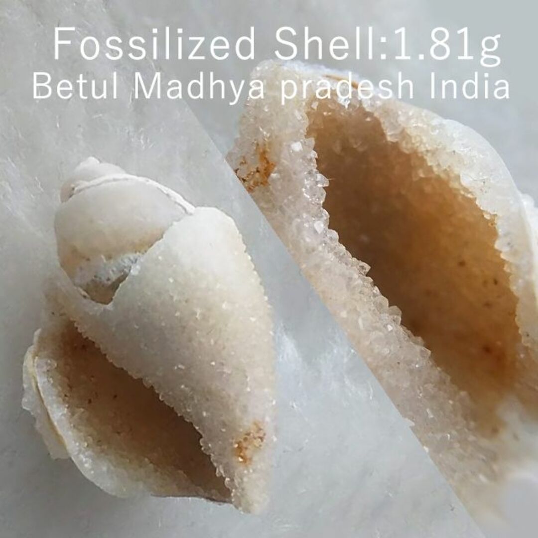 1.81g　ドゥルジー状  メノウ化左巻き  貝化石  インド産