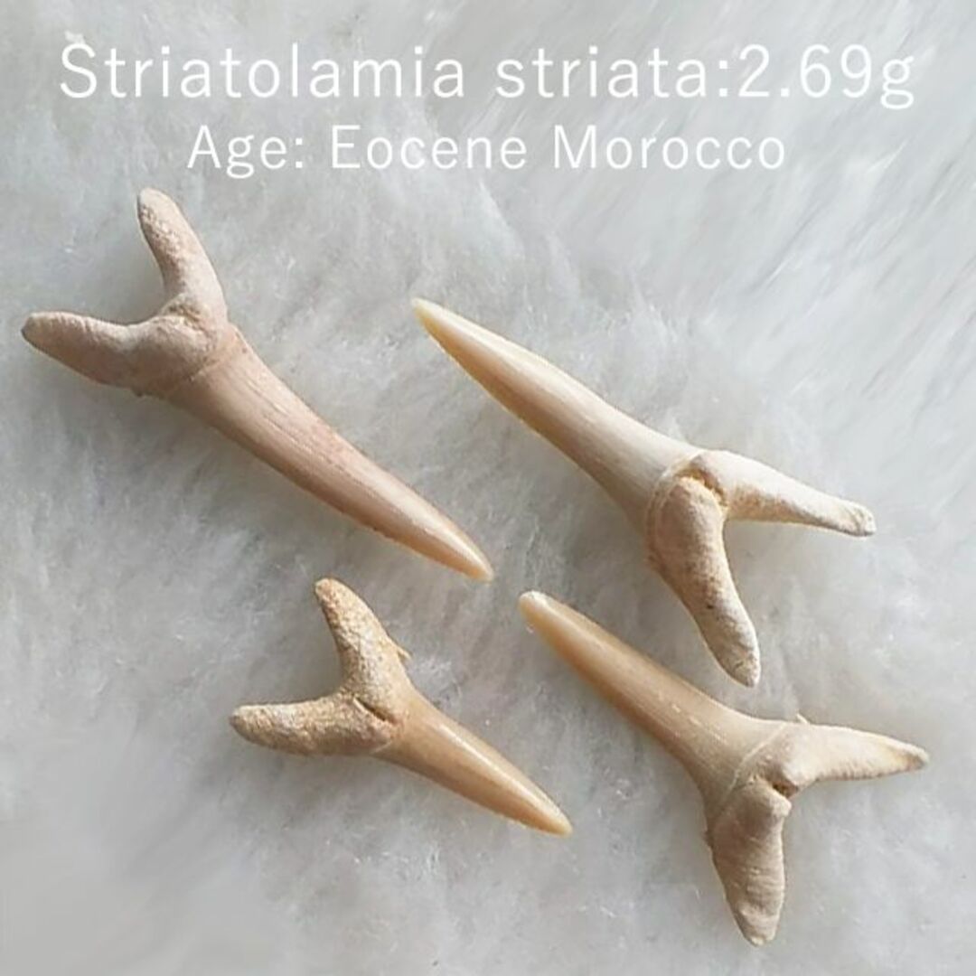 2.69g オトドゥス オトダス 絶滅サメ化石セットの通販 by しゃの 2.69g オトドゥス オトダス 絶滅サメ化石セットの通販 by しゃの