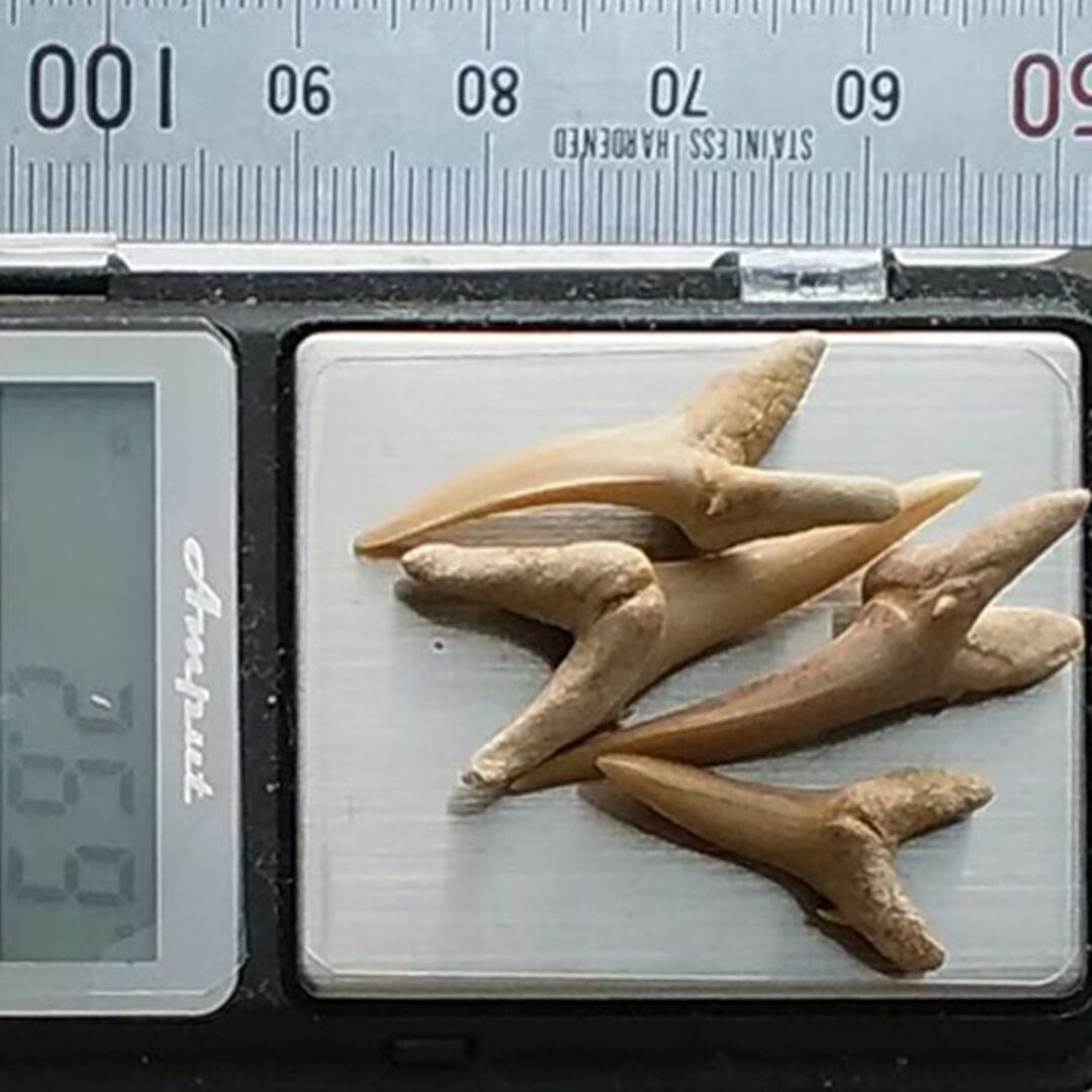 2.69g オトドゥス オトダス 絶滅サメ化石セットの通販 by しゃの 2.69g オトドゥス オトダス 絶滅サメ化石セットの通販 by しゃの