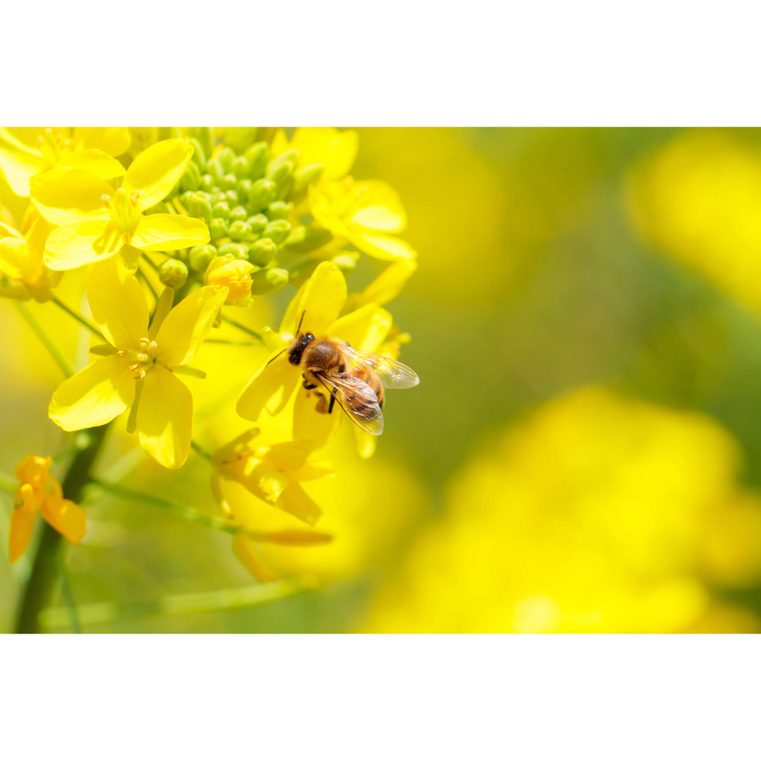 2023年度新蜜 国産はちみつ 300g × 4本 純粋 蜂蜜 - その他
