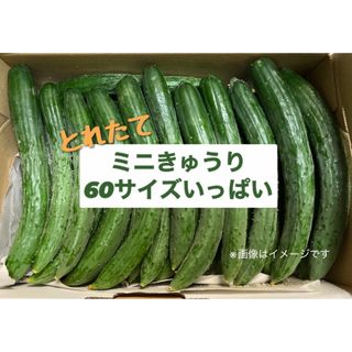 【本日の特別価格！】　きゅうり　ミニきゅうり　もろきゅうり　60サイズ(野菜)