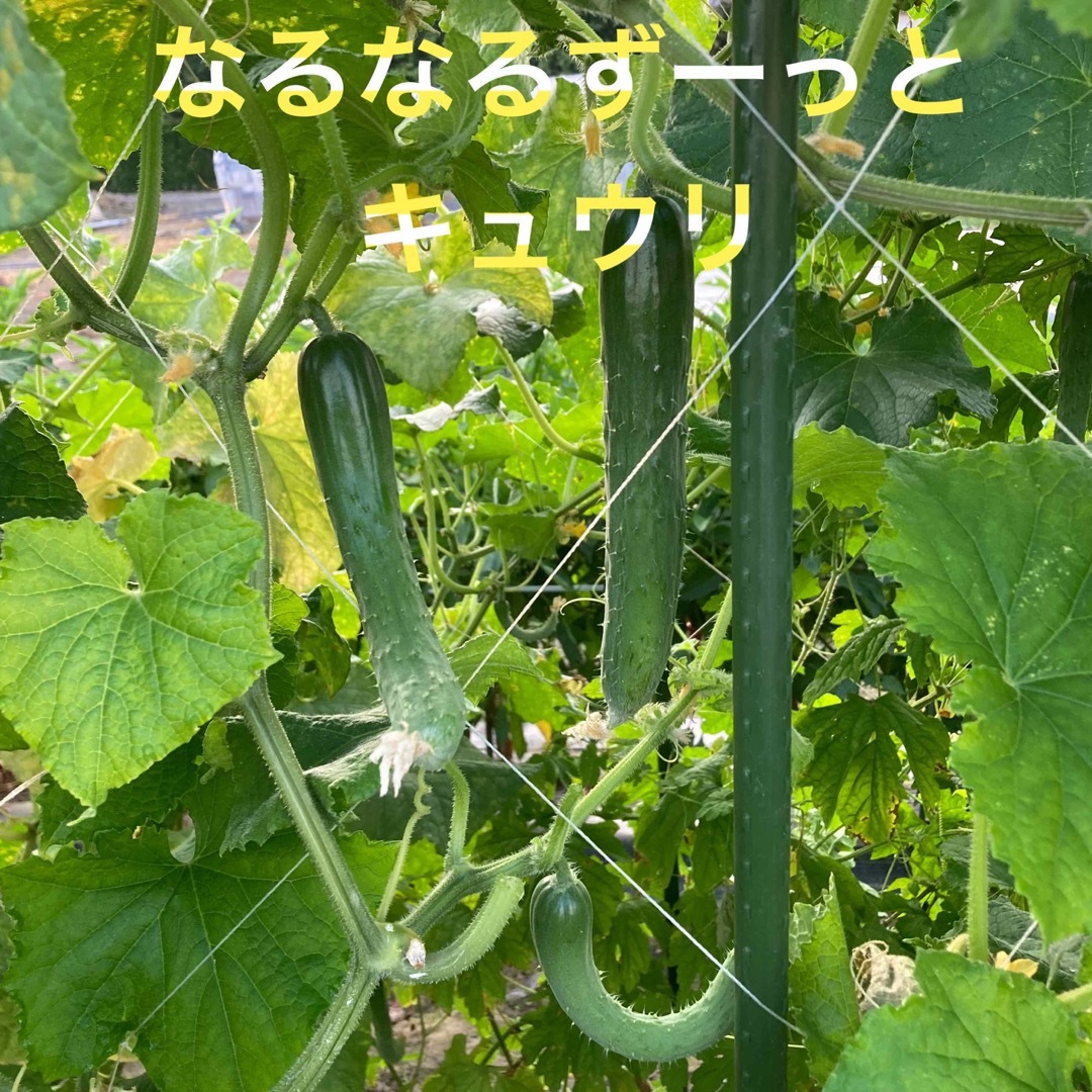 朝採り新鮮野菜詰め合わせ　80サイズ  食品/飲料/酒の食品(野菜)の商品写真