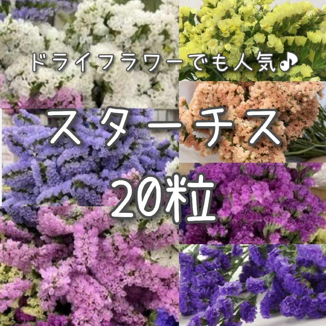 【スターチスのタネ】20粒 種子 種 切り花やドライフラワーにも 花 その他のその他(その他)の商品写真