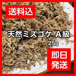 水苔 ミズゴケ 乾燥水苔 チリ産 Ａ級 25g(その他)