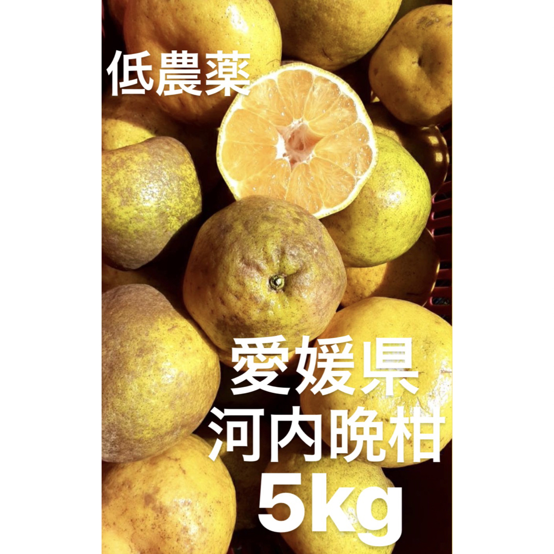 愛媛県産　低農薬　宇和ゴールド　河内晩柑　5kg 食品/飲料/酒の食品(フルーツ)の商品写真