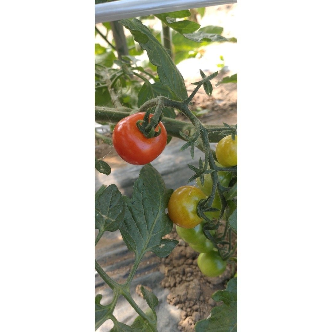 北海道産　農薬不使用　中玉トマト　２キロ 食品/飲料/酒の食品(野菜)の商品写真