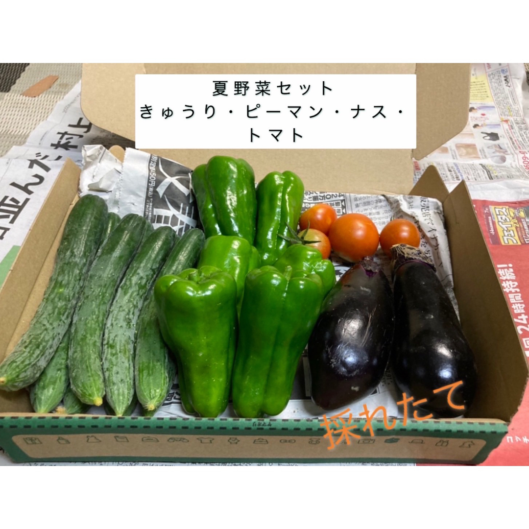 夏野菜　野菜詰め合わせ　野菜セット　採れたて　宅急便コンパクト 食品/飲料/酒の食品(野菜)の商品写真