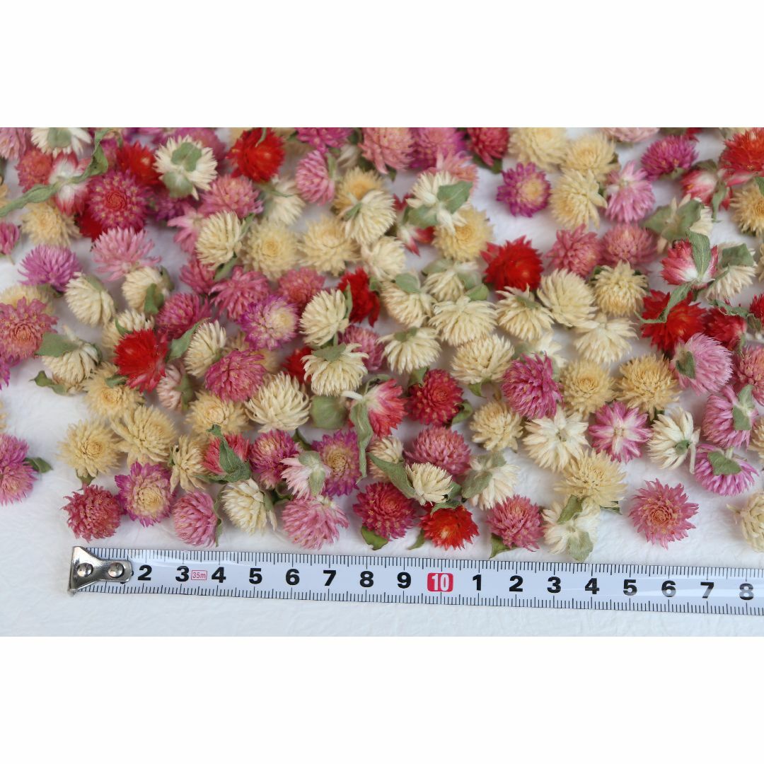 千日紅(小)赤.白.ピンク250個 センニチコウ ドライ ハンドメイドのフラワー/ガーデン(ドライフラワー)の商品写真